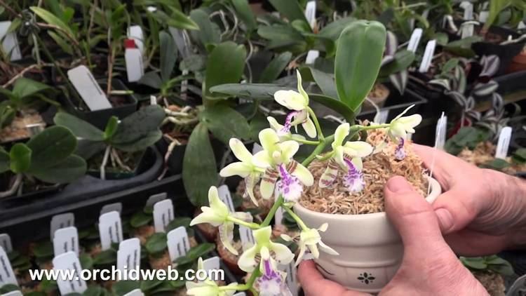 Sedirea OrchidWeb Sedirea japonica YouTube