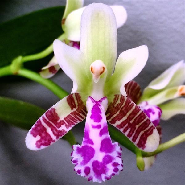 Sedirea Sedirea japonica presented by Orchids Limited