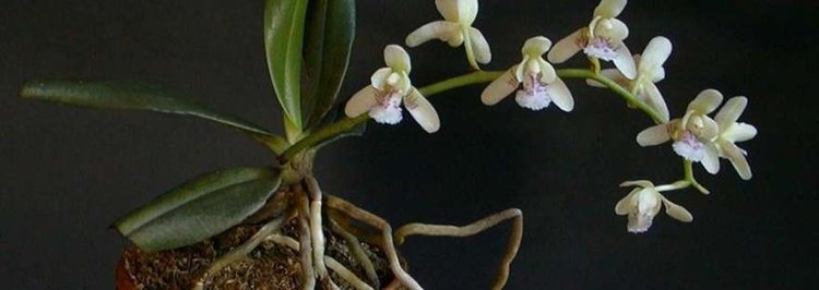 Sedirea Species Orchid Nagoran Japan Sedirea Sedirea japonica