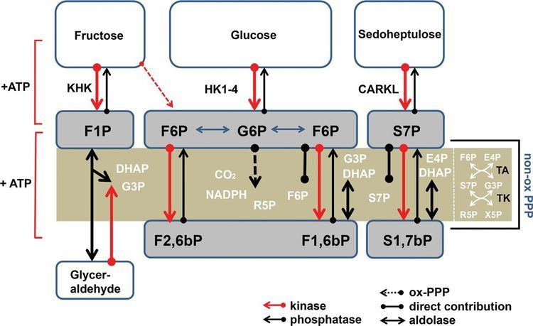Sedoheptulose Sedoheptulose kinase regulates cellular carbohydrate metabolism by