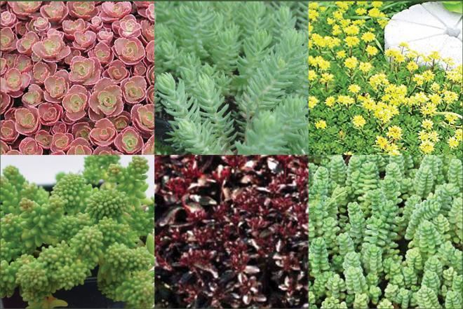 Sedum Sedum Collections Succulent Rock Garden Plants Ground Covers