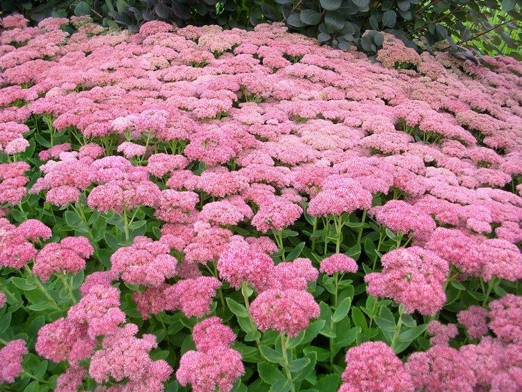 Sedum How to Grow Sedum gardening sedum growing sedum