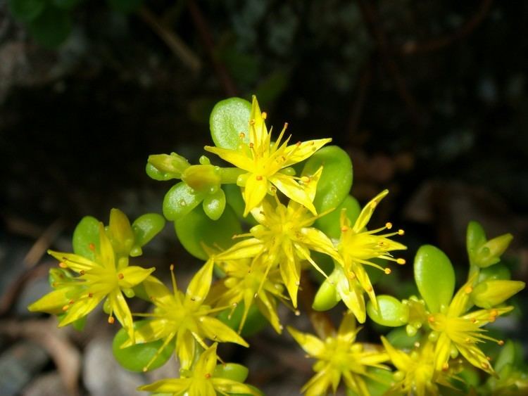 Sedum alfredii Sedum makinoi Maximovicz