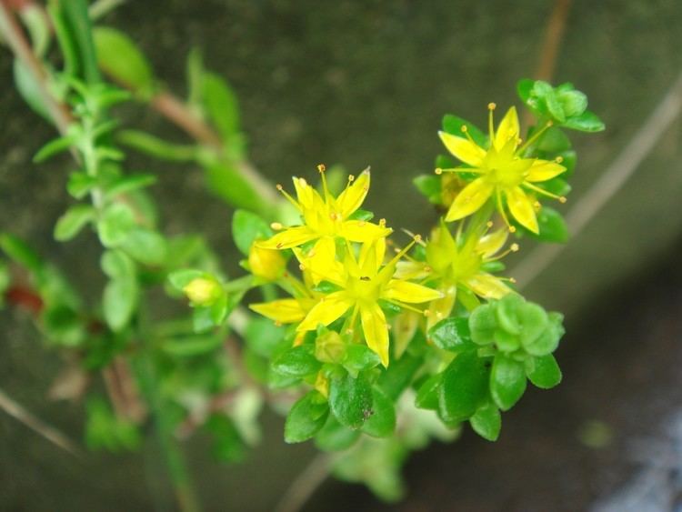 Sedum alfredii Sedum bulbiferum Makino