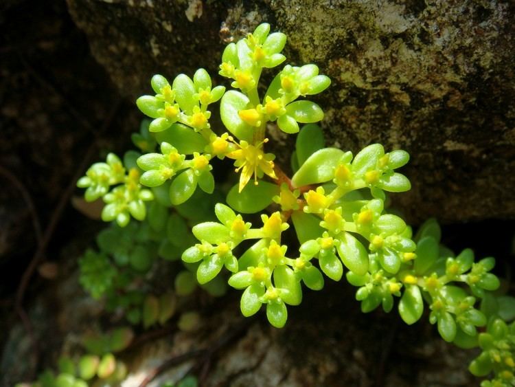 Sedum alfredii Sedum makinoi Maximovicz