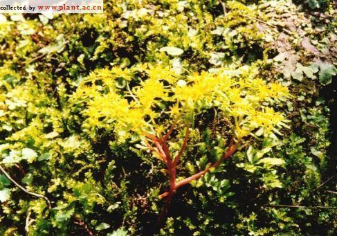 Sedum alfredii Sedum alfredii Hance