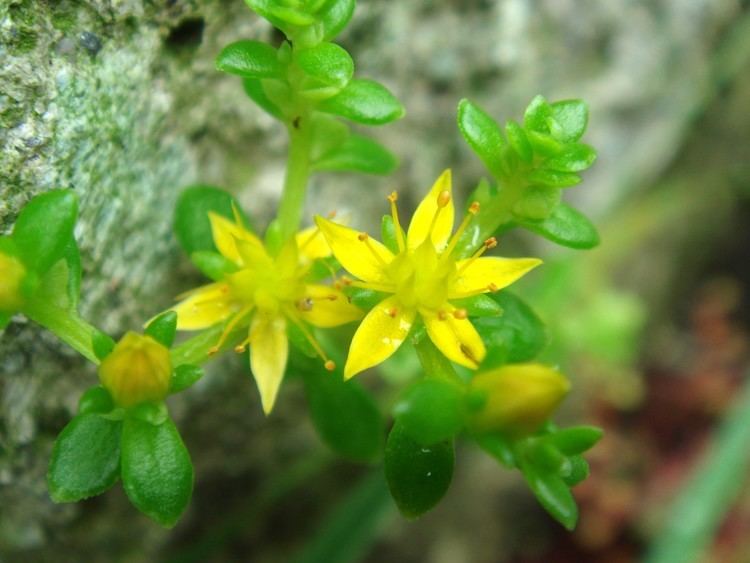 Sedum alfredii Sedum bulbiferum Makino