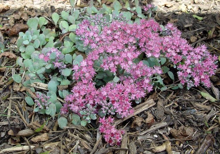 Sedum cauticola Sedum cauticola Garden Housecalls