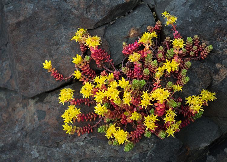 Sedum divergens Sedum divergens Botany Photo of the Day