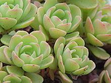 Sedum glaucophyllum httpsuploadwikimediaorgwikipediacommonsthu