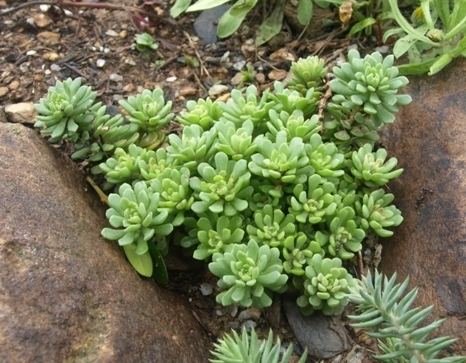 Sedum glaucophyllum glaucophyllum