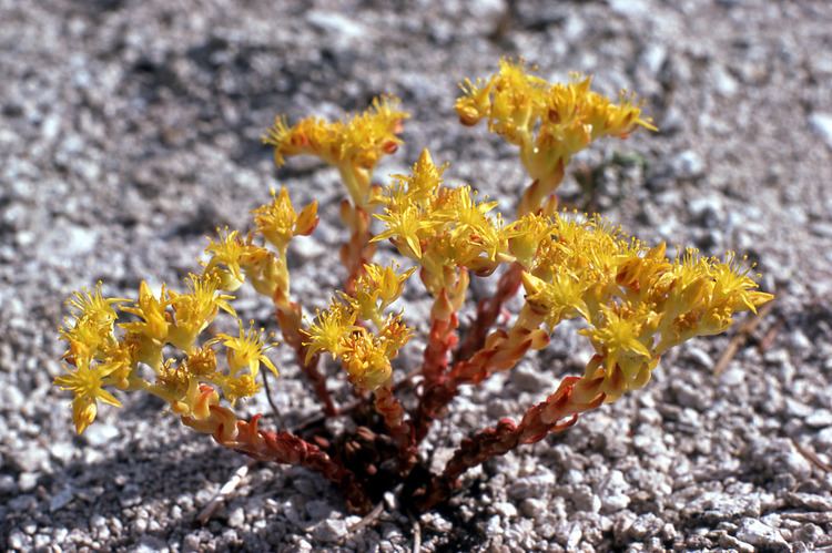 Sedum lanceolatum Yellowstone39s Photo Collection
