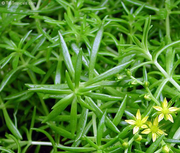 Sedum mexicanum httpstoptropicalscompicsgarden200444613jpg