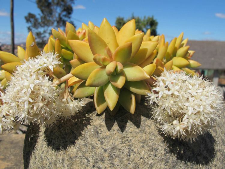 Sedum nussbaumerianum Sedum nussbaumerianum Coppertone Stonecrop World of Succulents