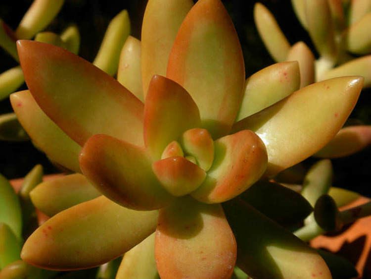 Sedum nussbaumerianum Sedum nussbaumerianum Coppertone Stonecrop World of Succulents