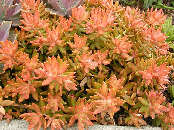 Sedum nussbaumerianum Sedum nussbaumerianum quotCoppertone Stonecropquot Buy Online at Annie39s