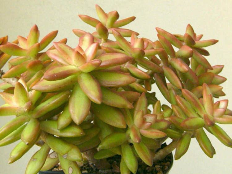 Sedum nussbaumerianum worldofsucculentscomwpcontentuploads201307S