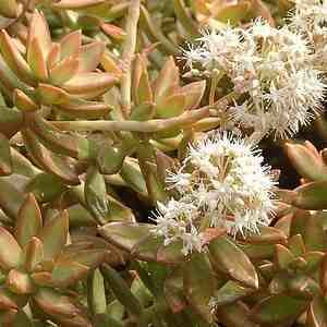 Sedum nussbaumerianum Sedum nussbaumerianum at San Marcos Growers