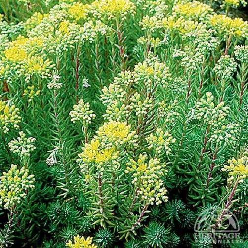Sedum reflexum Plant Profile for Sedum reflexum Blue Spruce Stonecrop Perennial