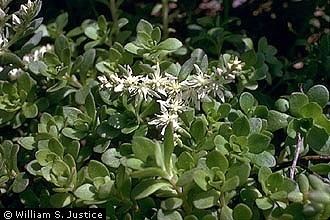 Sedum ternatum Plants Profile for Sedum ternatum woodland stonecrop