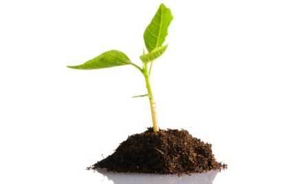 Seedling Plantseedling Care2 Healthy Living
