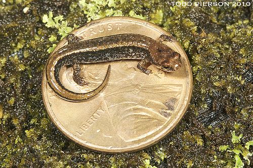 Seepage salamander Desmognathus aeneus Seepage Salamander Juvenile from nort Flickr