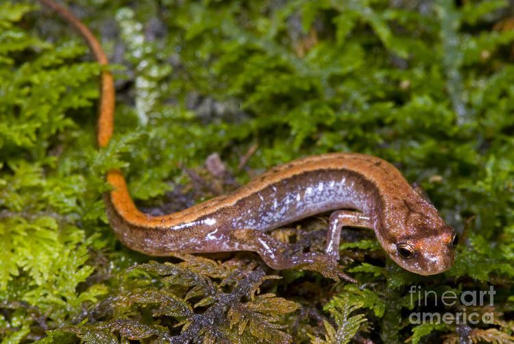 Seepage salamander Seepage Salamander Photograph by Dante Fenolio