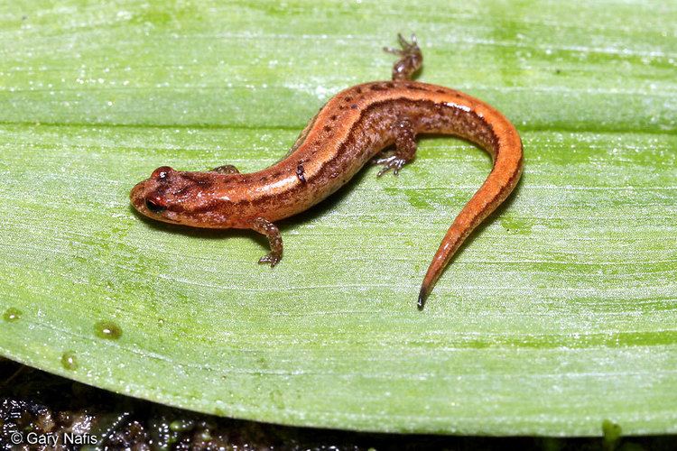 Seepage salamander wwwcaliforniaherpscomnoncalmiscmiscsalamander