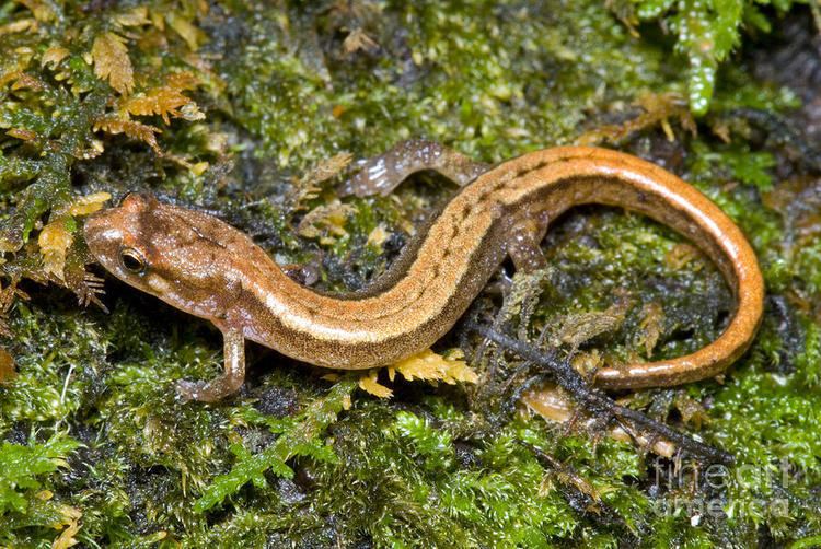 Seepage salamander Seepage Salamander Photograph by Dante Fenolio