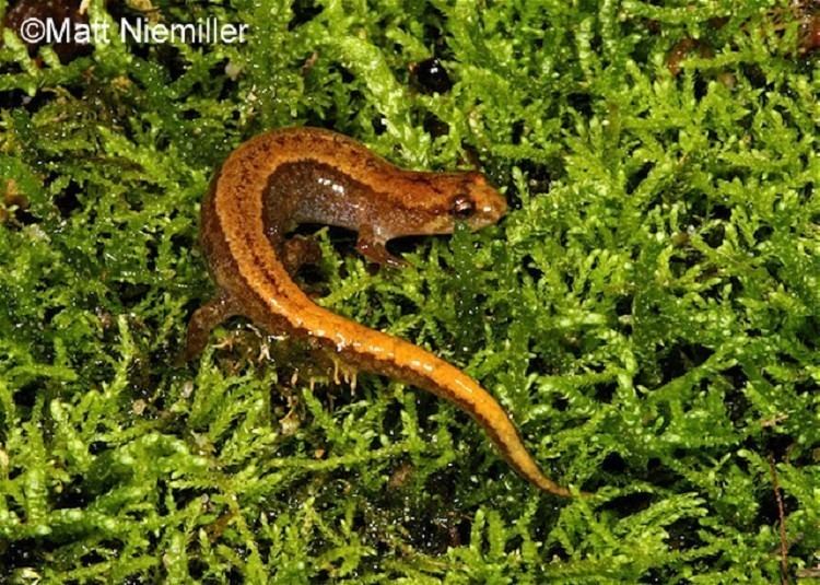 Seepage salamander Tennessee Watchable Wildlife Seepage Salamander