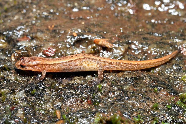 Seepage salamander Seepage Salamander Desmognathus aeneus