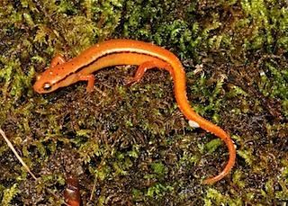 Seepage salamander Cherokee National Forest Monroe Co TN 28 Apr 2009 My Field