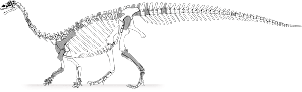 Sefapanosaurus Sefapanosaurus zastronensis DinoChecker Dinosaur Gallery