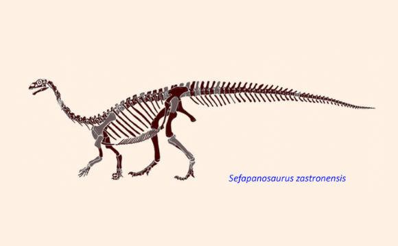 Sefapanosaurus Sefapanosaurus New Dinosaur Found in South Africa Paleontology