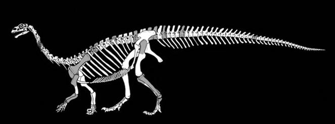Sefapanosaurus phenomenanationalgeographiccomfiles201506Sef