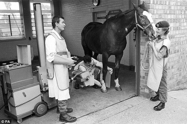 Sefton (horse) Princess Anne to unveil statue of horse that survived IRA Hyde Park