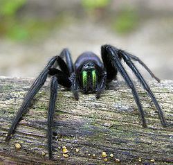 Segestria (spider) httpsuploadwikimediaorgwikipediacommonsthu