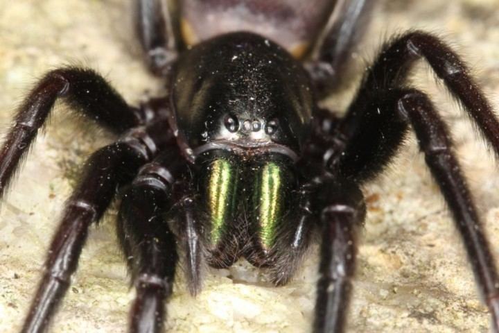 Segestria (spider) Greenfanged Tube Web Spider