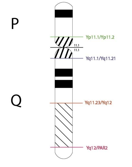 Segmental Duplication on the Human Y Chromosome