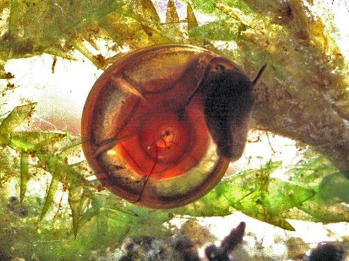 Segmentina nitida Shining Ramshorn Snail Segmentina nitida Suffolk UK Flickr
