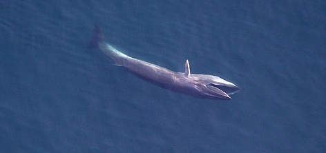 Sei whale Sei whale WWF