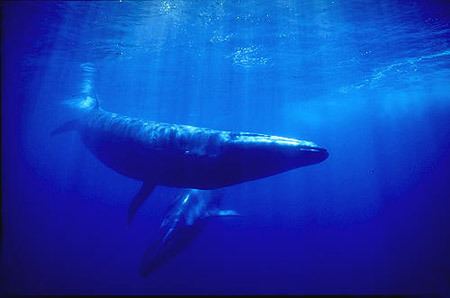 Sei whale Sei Whales Balaenoptera borealis MarineBioorg