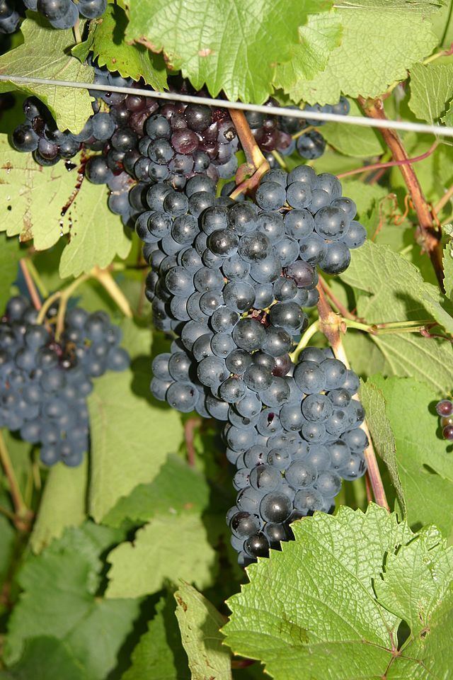Seibel grapes uploadwikimediaorgwikipediacommonsthumb22a