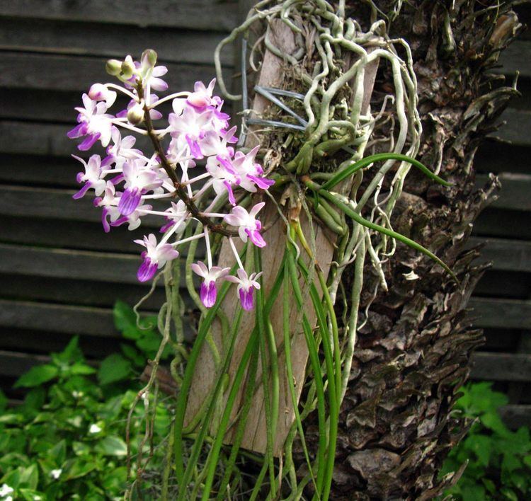 Seidenfadenia Seidenfadenia mitrata Orchides de Grorschen