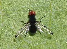 Seioptera vibrans httpsuploadwikimediaorgwikipediacommonsthu