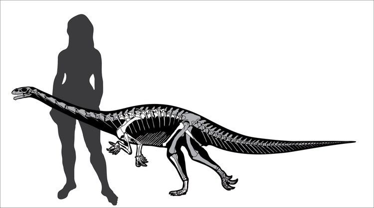 Seitaad PALAEOBLOG Seitaad ruessi New Sauropodomorph from Utah