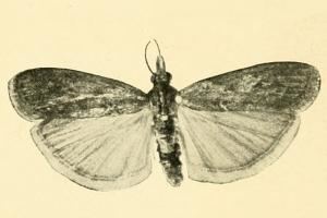 Selagia uralensis