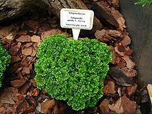 Selaginella apoda httpsuploadwikimediaorgwikipediacommonsthu