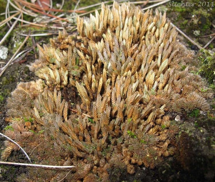 Selaginella densa Spikemoss Rocky Mountain Spikemoss Selaginella scopulorum