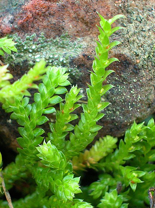 Selaginella denticulata Selaginella denticulata Ferns and Lycophytes of the World